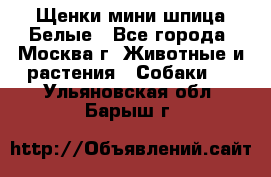 Щенки мини шпица Белые - Все города, Москва г. Животные и растения » Собаки   . Ульяновская обл.,Барыш г.